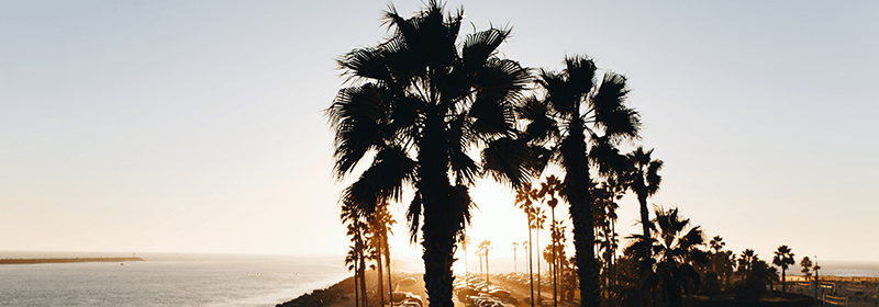 Palm trees at sunset