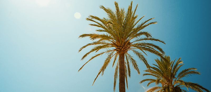 Palm trees against blue sky