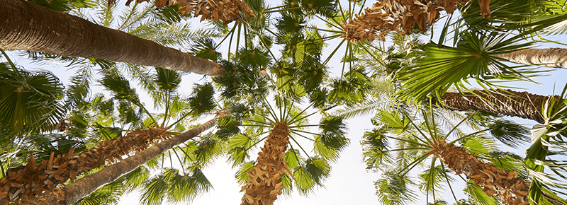 Palm trees and sky